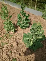 IMG_20170403_153019.webp