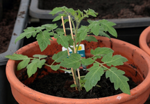 Tomate_Gartenfreude_holländisch_640.JPG