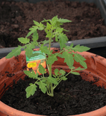 Tomate_Golden Nugget_Nebelung_640.webp