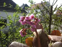 BILD6315.webp