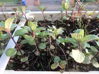 SAM_4959.webp SAM_4959.webp