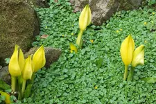 DSCF8668.webp