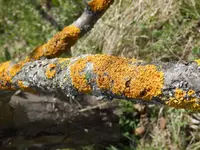 Moos-am-Apfelbaum_2.jpg