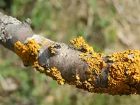 Moos-am-Apfelbaum_3.webp