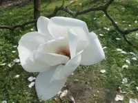 Bilda045.jpg
