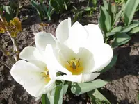 P1000549.webp