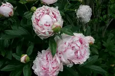 Pfingstrosen Sarah Bernhardt0207b.webp