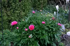 Pfingstrosen0111.webp