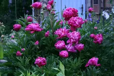 Pfingstrosen0611a.webp