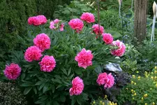 Pfingstrosen5310.webp