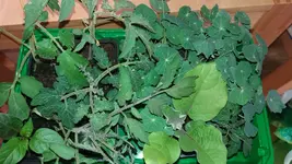 20170404_193530_resized.webp