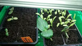 20170404_193613_resized.webp