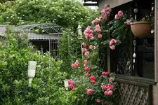 Rose Rosarium Uetersen3013.webp Rose Rosarium Uetersen3013.webp