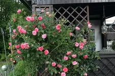 Rose Rosarium Uetersen0108.webp Rose Rosarium Uetersen0108.webp
