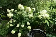 Rispenhortensie Limelight 0314.webp