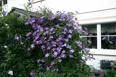 Cl.vit.Venosa Violacea1408b.webp