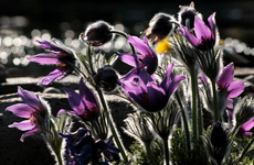 Küchenschelle_lila_Blüte_Knospen_Gegenlicht_bokeh_640.webp