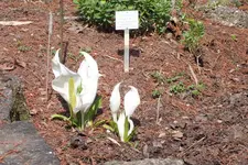 DSCF8651.webp