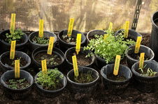 Saatpads laufen auf_800.webp