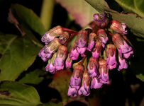 Bergenie_Knospe_pink_640.webp