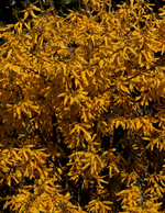 Forsythie_full bloom_yellow_gelb_700.webp