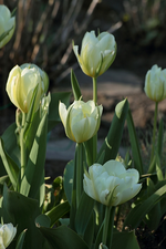 Tulpen_grün_weis_Blüte_700.webp
