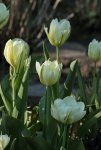 Tulpen_grün_weis_Blüte_700.JPG