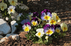 Stiefmütterchen_wild ausgesät_bunt_800.webp