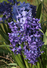 Hyazinthe_blau_Blüte_full bloom_700.webp