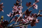 Blurpflaume_Blüte_rosa_pink_still life_800.JPG