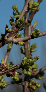 Kirsche_Knospen_grün_700.JPG