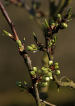 Pflaume_Knospen_Blüten_grün_weiß_still life_800.JPG