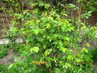 IMG_7548.webp