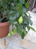 IMG_7490.webp