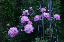Pfingstrosen6311.webp