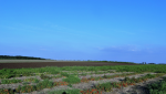 DSC07738.png