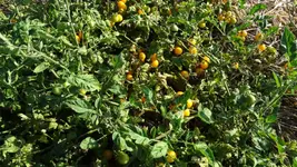DSC07732 (1).webp
