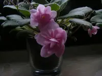 Usambaraveilchen Blüte.webp