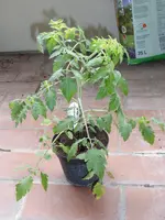 P1040868Johannisbeertomate.jpg