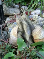 CIMG3715.webp