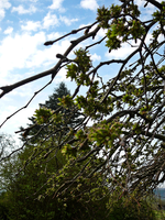 P1130449.webp