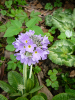 P1130461.webp