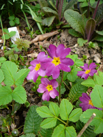 P1130463.webp