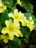 P1130466.webp