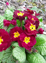 P1130478.webp