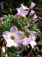 P1130503.webp