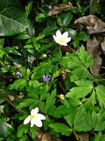 P1130516.webp