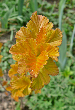 P1130518.webp