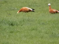 DSCN6386.webp