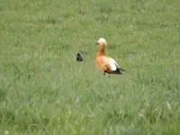 DSCN6390.webp